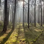 Im Wald