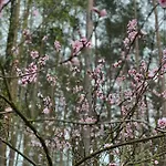 Im Wald Borkwalde