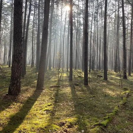 Im Wald
