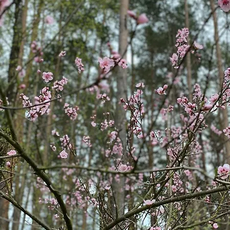 Im Wald Borkwalde