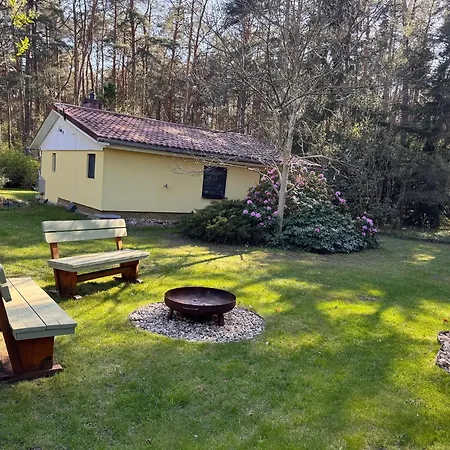 Im Wald * Borkwalde